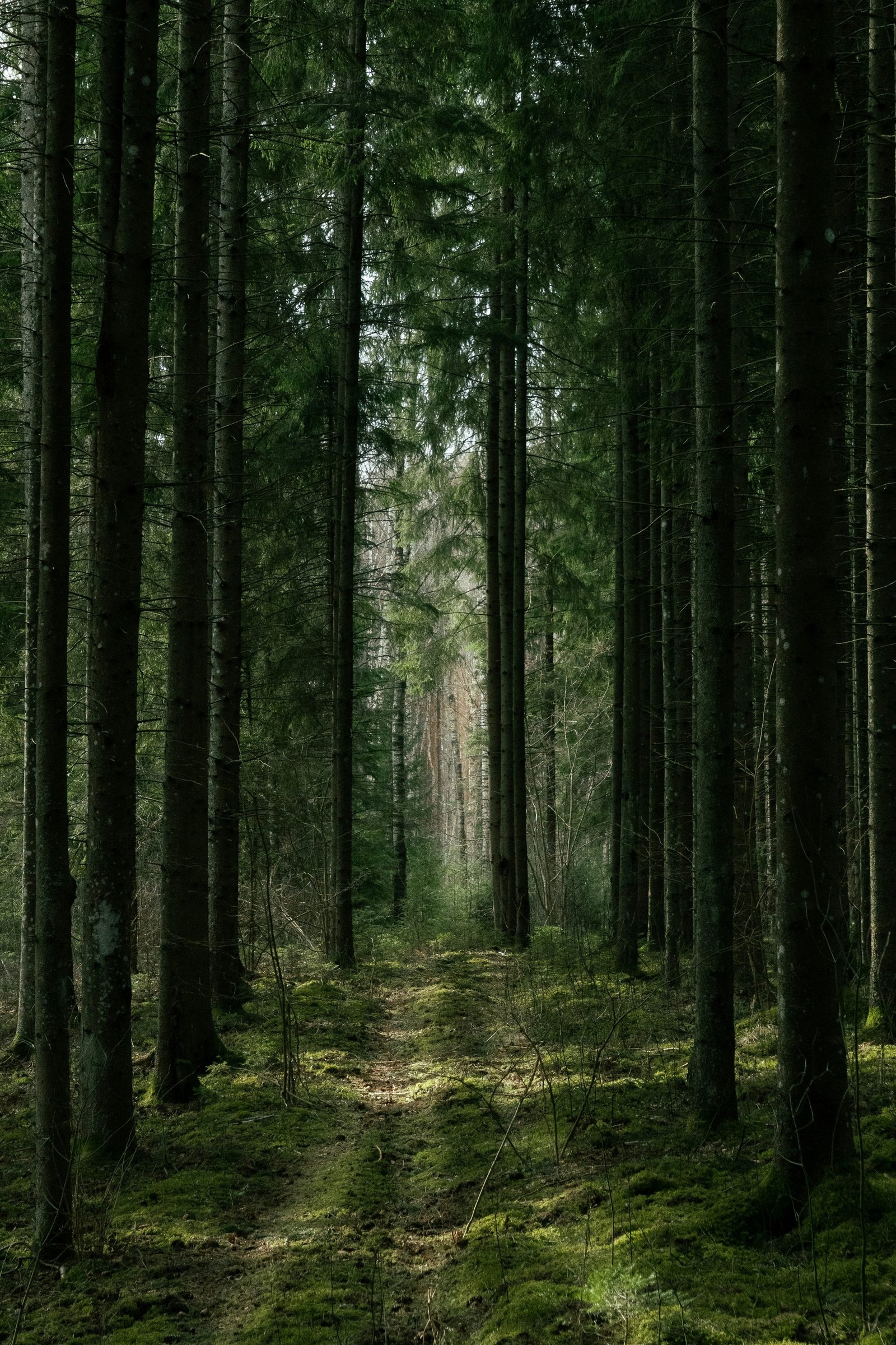 Un sendero entre árboles, con luz filtrándose entre las ramas.